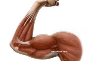 بهترین مواد غذایی برای عضله سازی