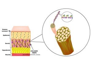 آیا از تاثیر کلاژن بر روی سلامتی پوست، مو و استخوان های خود آگاه هستید؟