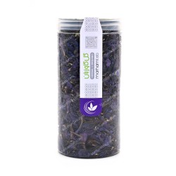 گل گاوزبان گل گاوزبان