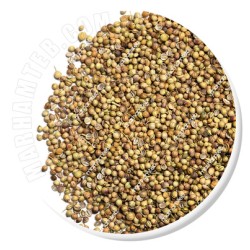 تخم گشنیز تخم گشنیز