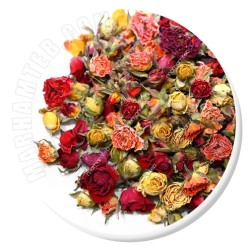 غنچه گل نسترن