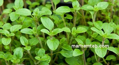 آشنایی با خواص گیاه مرزنجوش
