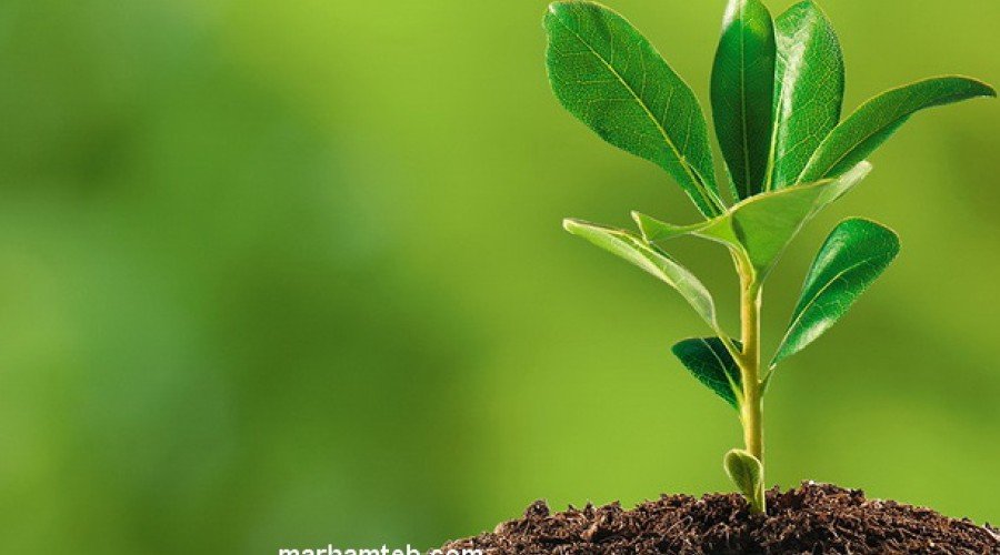 هوای پاک خانه با گیاهان تصفیه کننده