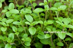 آشنایی با خواص گیاه مرزنجوش