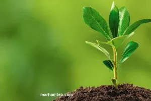 هوای پاک خانه با گیاهان تصفیه کننده