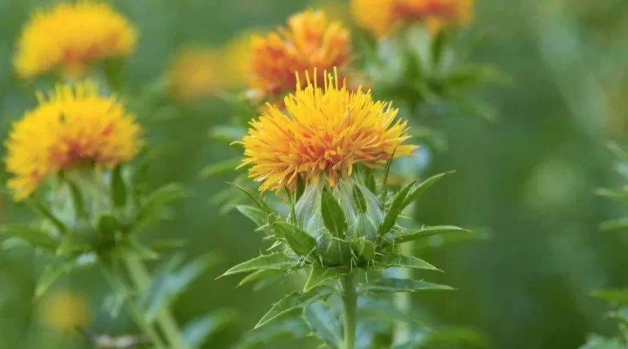 روغن گلرنگ و خواص بی نظیر آن برای پوست و مو