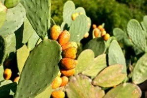 روغن کاکتوس و خواص بینظیر آن برای پوست و مو