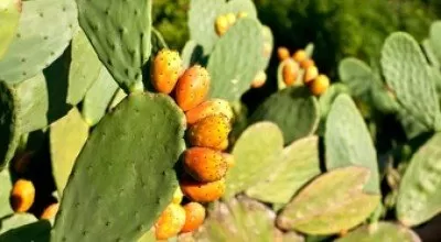 روغن کاکتوس و خواص بینظیر آن برای پوست و مو