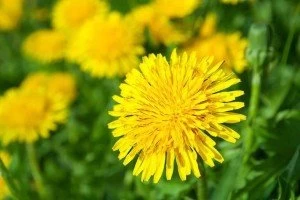 آشنایی با خواص گل قاصدک