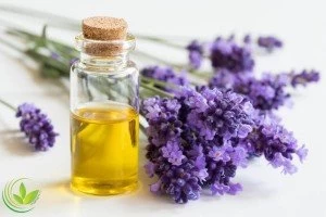 آشنایی با خواص روغن اسطوخودوس