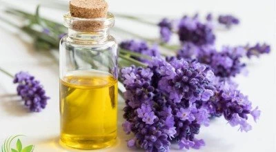 آشنایی با خواص روغن اسطوخودوس
