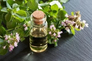 روغن پونه کوهی؛ ضد عفونی کننده و سرشار از آنتی اکسیدان