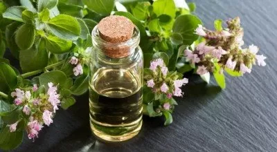 روغن پونه کوهی؛ ضد عفونی کننده و سرشار از آنتی اکسیدان