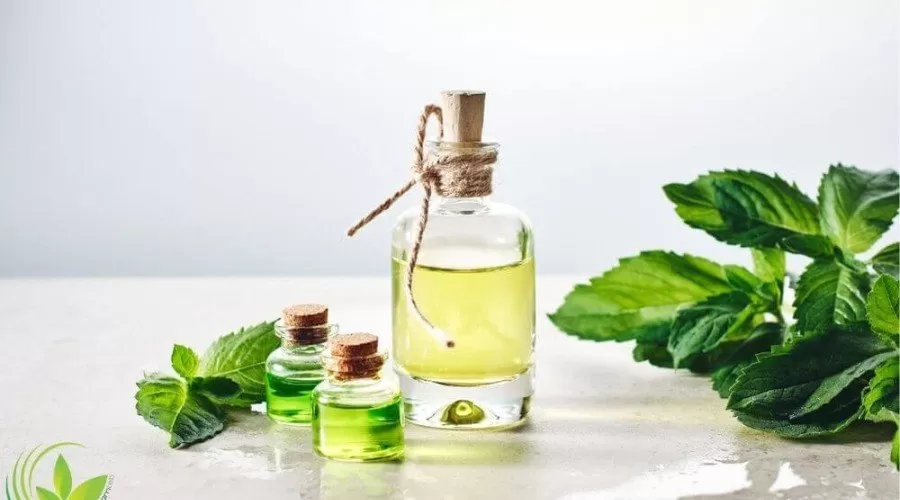 آشنایی با خواص روغن نعناع فلفلی