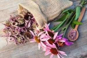 گیاه اکیناسه (سرخارگل)؛ معجزه تقویت سیستم ایمنی