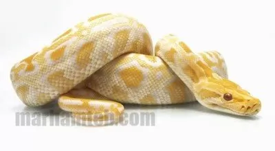 روغن مار و خواص منحصر به فرد آن برای پوست و مو