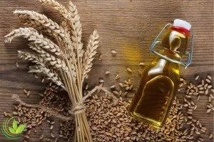 روغن جوانه گندم و فواید بی نظیر آن برای پوست و مو