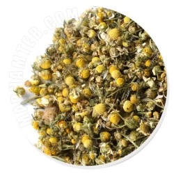 گل بابونه کازرون