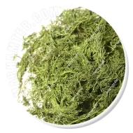 سبزی شوید مرهم طب