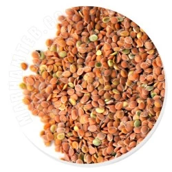 قدومه شیرازی